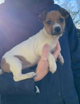 Jack Russell Welpe - Iggingen