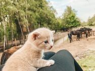 Kitten aus Glückskatze und Maincoon - Bremen