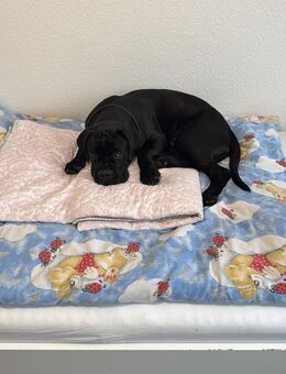 Cane Corso Welpe - Gäufelden