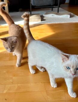 Timmy und Findus suchen neue Familie - Murnau (Staffelsee)