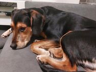 Entlebucher sennenhund mix - Maxsain