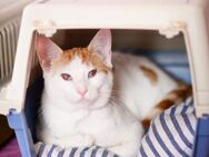 Merlin aus dem Tierschutz - Grevenbroich