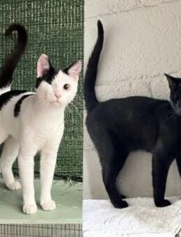 Peppa und Sally aus dem Tierschutz - Grevenbroich