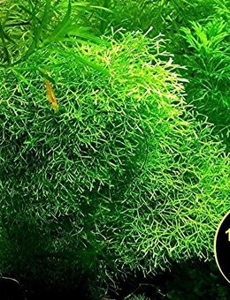 Sternlebermoos, Aquarienpflanze, Versand/ Abholung - Mechernich