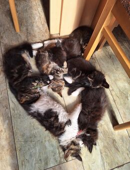 Maine coon Mix kitten - Teuchern Deuben
