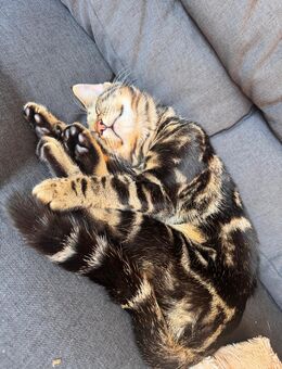 Deckmantel Bengal-Mix - Adendorf