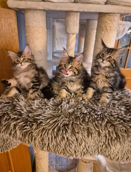 Maine Coon Kitten - Straubing