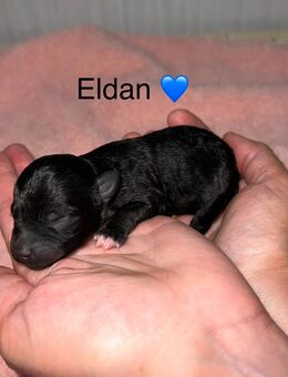 Bolonka Zwetna Welpen am 26.10.2025 auf die Welt gekommen - Köthen (Anhalt)