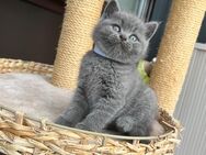 BKH Kitten Britische Kurzhaar Katzenbabys reinrassig - Köln