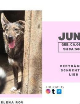 June - ein zarte Hündin - Rambin