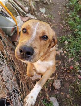 Caramello 💜 Familienanschluss gesucht - Herxheim (Landau)