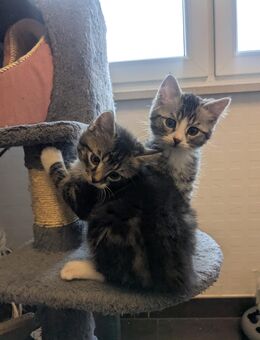 Kätchen, Kitten, Katzbaby - Kirchworbis