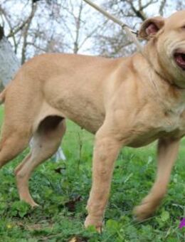 Arja die tolle Gefährtin - Kissing