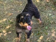 Freundlicher kleiner Hundebub Eliot - Laufen