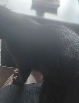 Russisch Blau Bkh Hauskatze Mix Kitten - Köln
