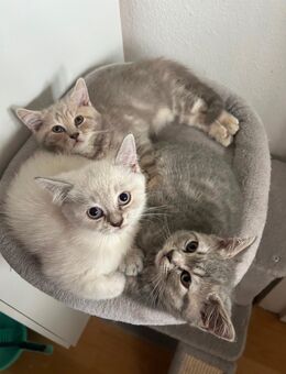 BKH KITTEN - Hausham