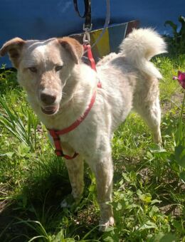 Sasha - sucht seinen Platz für's Leben - Konstanz