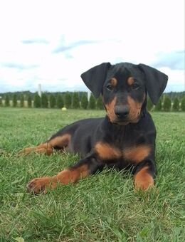 Deutscher Pinscher Welpe - Pasewalk