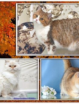 Wunderschöne Britisch Langhaar und Kurzhaar Katzen mit Stammbaum. - Meßkirch Zentrum