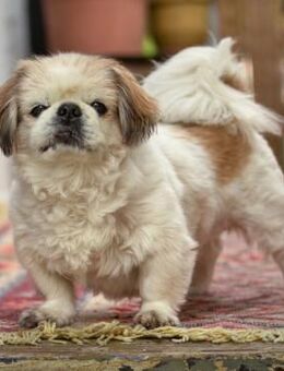 OPI ROCKY - sucht liebevollen Alterssitz - Betzenstein