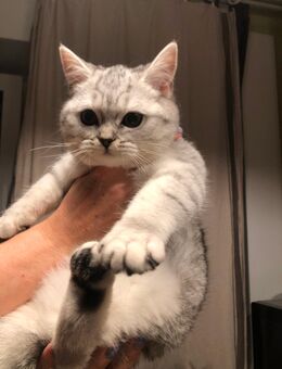 Bhk Kitten reinrassig - Ludwigsfelde