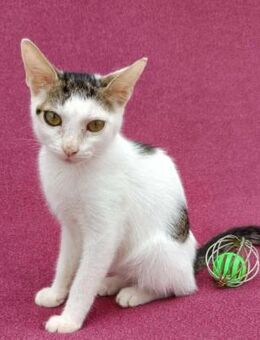 Kleine entzückende Katze KiRA 5,5 Monate - Stelle