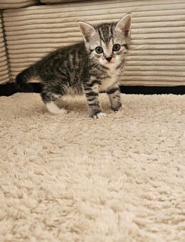2 Kitten - Mettingen