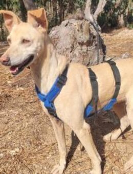 Tara - liebe Hündin mit Temperament - Velbert