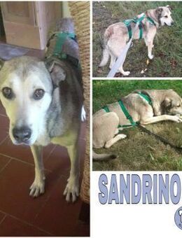 SANDRINO -lieb & verschmust- - Duisburg