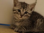 Kitten - Braunfels