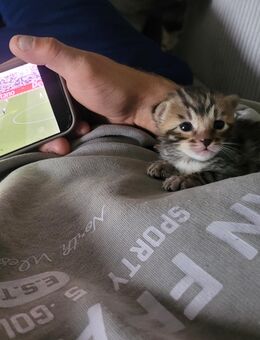 Einmaliger Bengalkittenwurf - Niebüll