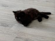 Main Coon kitten - Cuxhaven