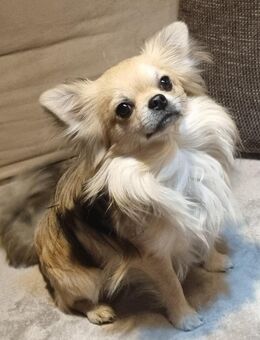 Bildschöner Chihuahua Deckrüde! - Dingolfing