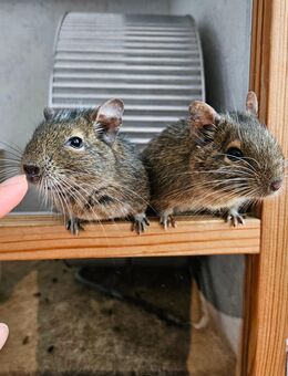 2 Degus (m) suchen neues zu Hause - Köln
