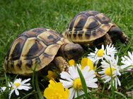 griechische Landschildkröte - Edermünde