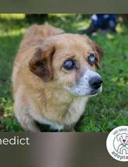 Benedict: Kleiner Kämpfer braucht Liebe - Kirchzell