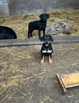 Süße Labrador-Welpen - Schleid (Rheinland-Pfalz)