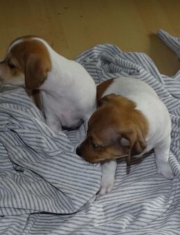 Jack Russell Terrier Welpen suchen liebevolle Familie - Zofingen