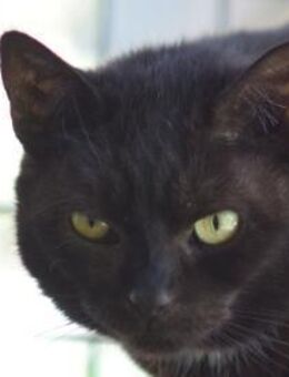 BELLA-wunderschöne, entspannte Katze - Rösrath