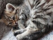 Blh Perser kitten - Barnitz