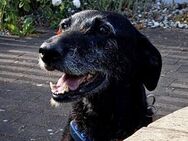 Abigail, verschmust, offen, neugierig - Westerholt