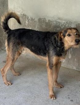 Robin sucht seine Menschen - Eichenzell