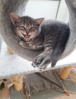 reinrassige Britisch Kurzhaar Kitten/BKH suchen liebevolles Zuhause (Abgabebereit) - Bad Füssing