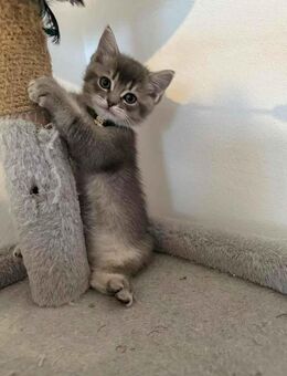 BHK/ Ragdroll suesse Kitten - Hanau (Brüder-Grimm-Stadt) Großauheim