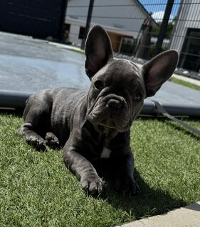 Französische bulldogge Welpen Abholberiet reinrassig