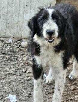 Lexy wartet sehnsüchtig auf dich ;) - Mannheim