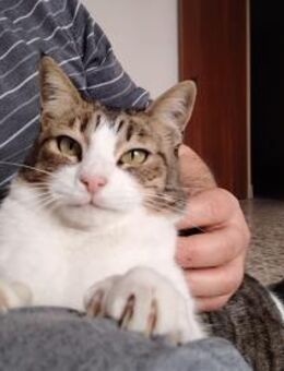 Einzelprinzessin Mofletes sucht Palast - Bad Camberg