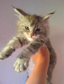 Wunderschönes Maine Coon Mädchen sucht Traumplatz - Kemnath