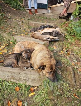 Hundewelpen aus dem Harz - Bad Grund (Harz)