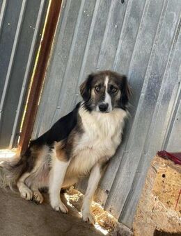 Hübsche CURAJ sucht liebes Zuhause - Neuberg